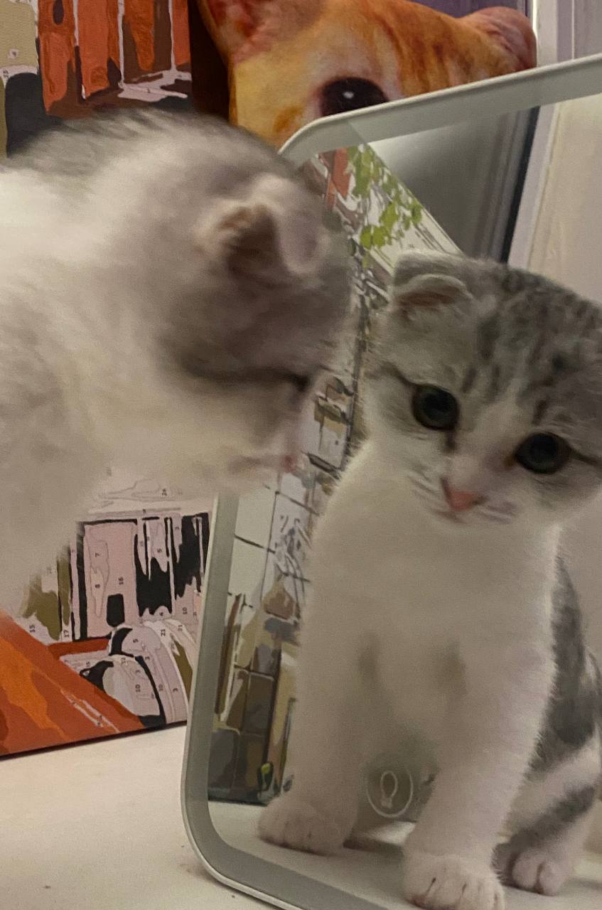 Кот Гриша